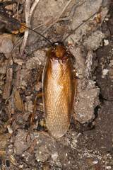 Parcoblatta bolliana