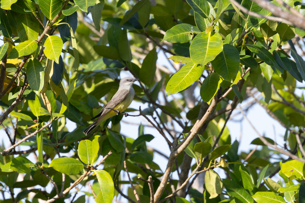 Western Kingbird from Miami-Dade County, FL, USA on December 5, 2023 at ...