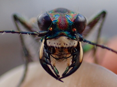 Cicindela oregona oregona