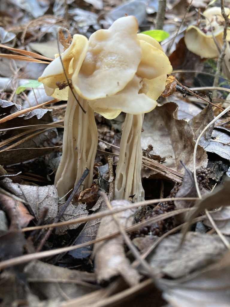 White Saddle from Suburban Heights, Gainesville, FL, USA on January 28