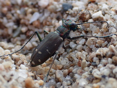 Cicindela oregona oregona