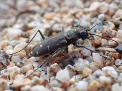 Cicindela oregona oregona