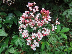 Begonia fortunensis image