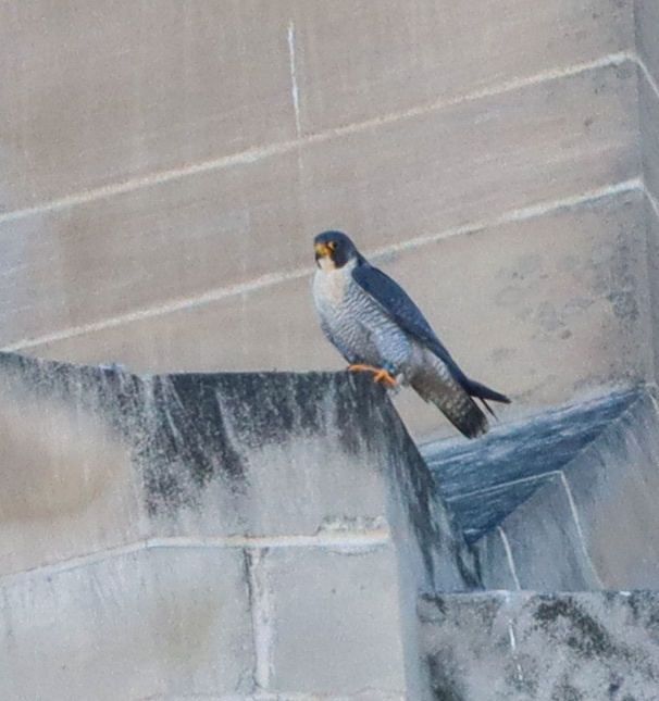 Peregrine Falcon from K St, Lincoln, NE, US on January 28, 2024 at 01: ...