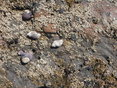 Acanthinucella punctulata