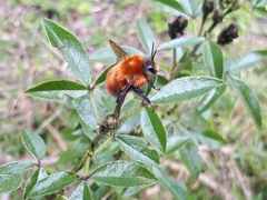 Bombus rubicundus