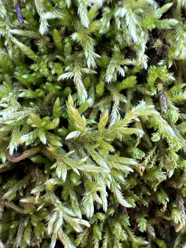 Pleated Foxtail Moss
