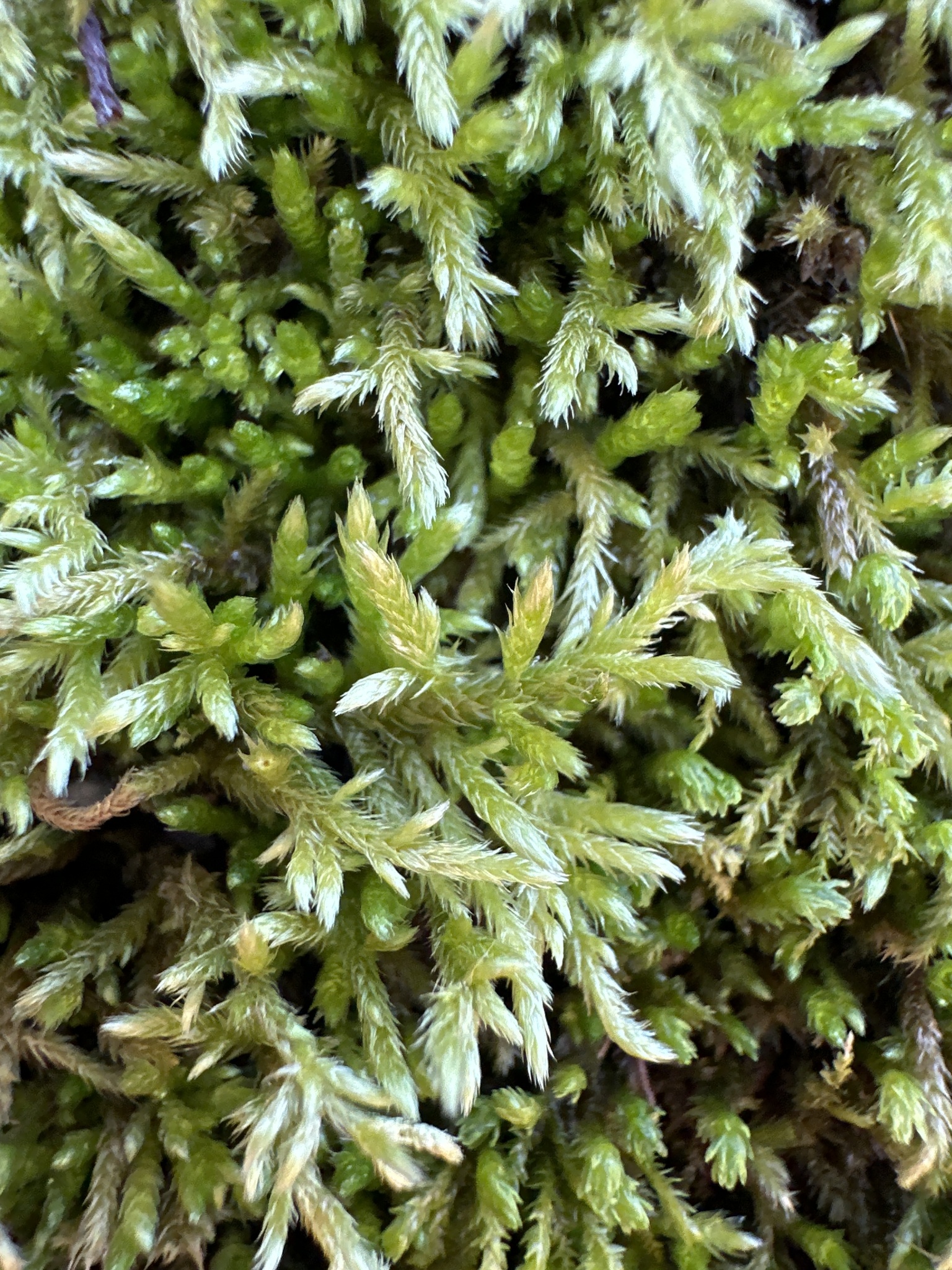 Brachythecium laetum