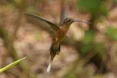Koepcke's Hermit photo 2