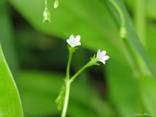 Foto de Cipó-uva