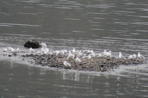Ring-billed Gull photographed in Oregon