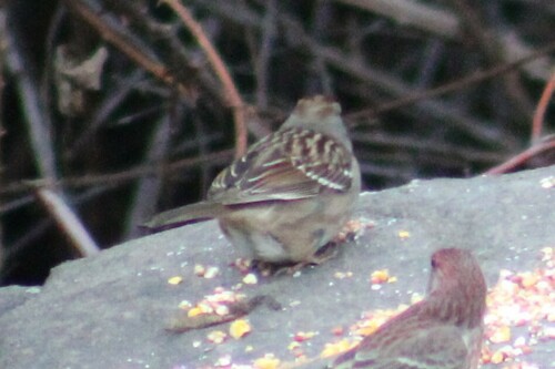 Gambel's White-crowned Sparrow photographed in Oregon