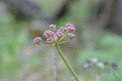 Lomatium columbianum