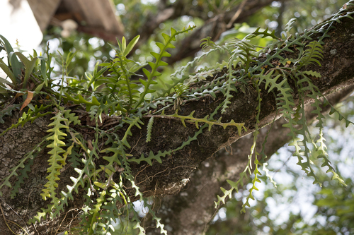 Image of Selenicereus Anthonyanus (Selenicereus anthonyanus) by no rights reserved