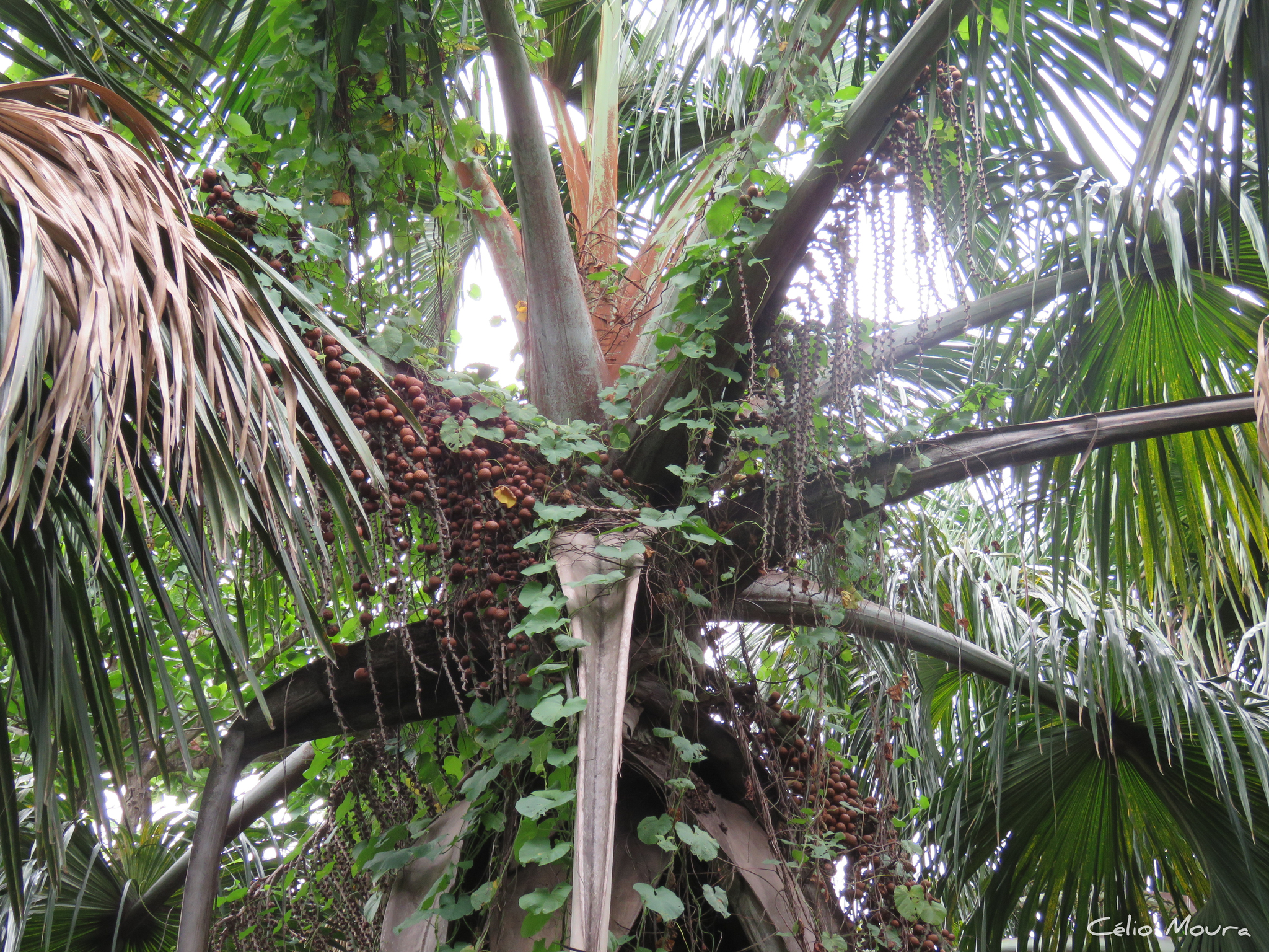 Imagem de Buriti