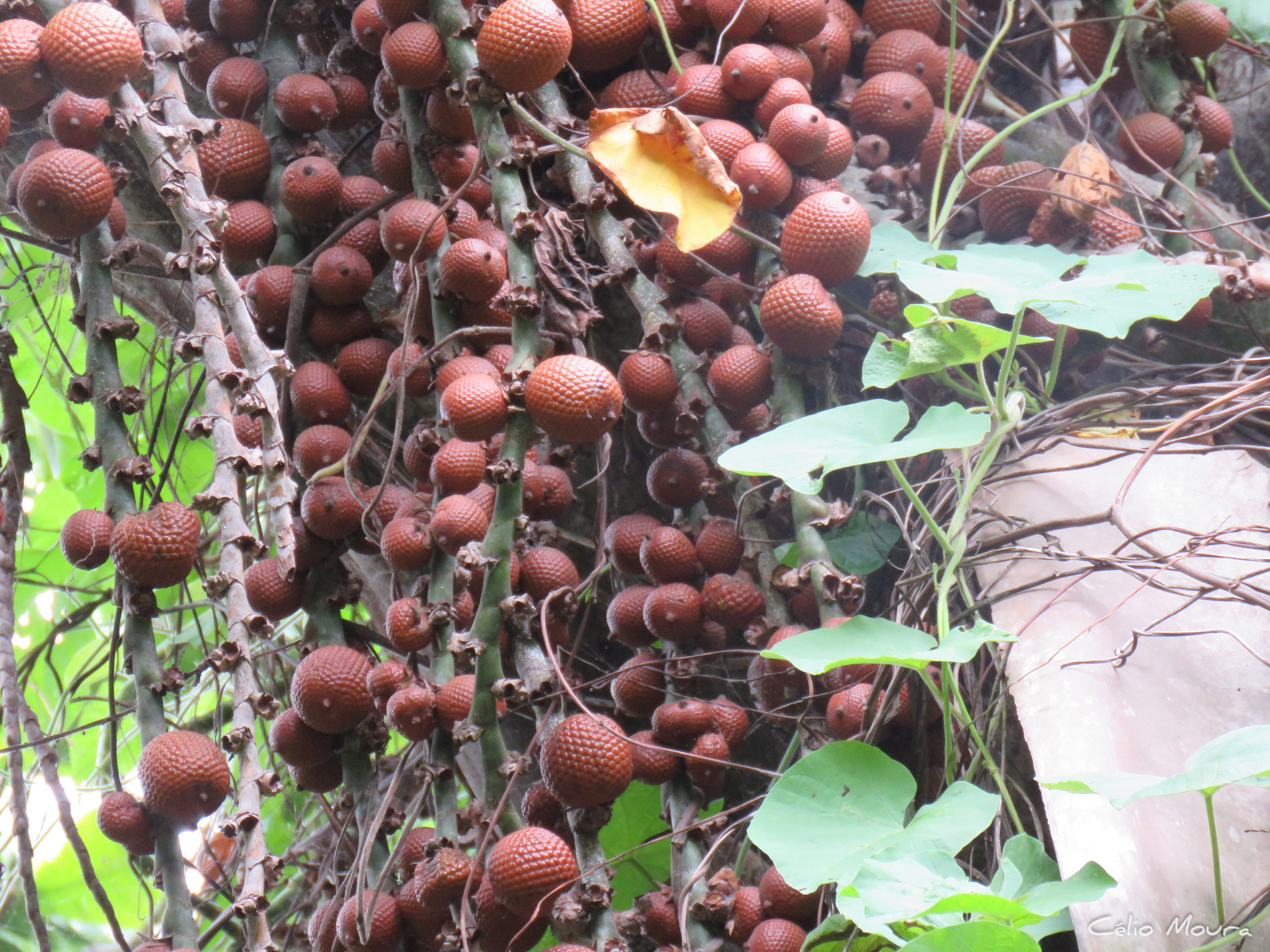 Imagem de Buriti