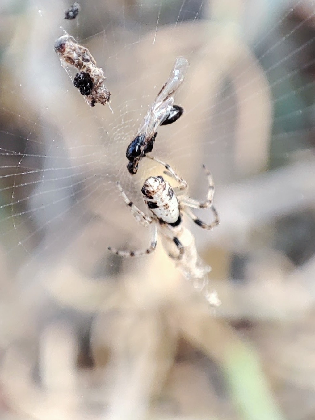 Cyclosa insulana