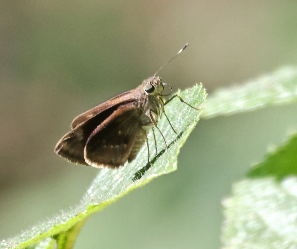 Fogged Skipper