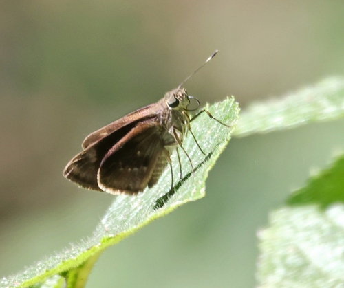 Fogged Skipper