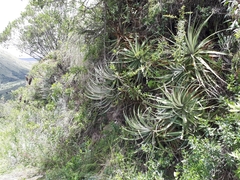 Puya glomerifera