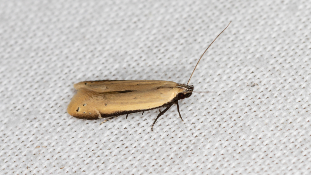 Mesophleps crocina