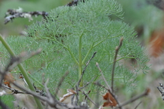 Lomatium columbianum