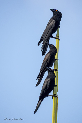 White-Necked Crow