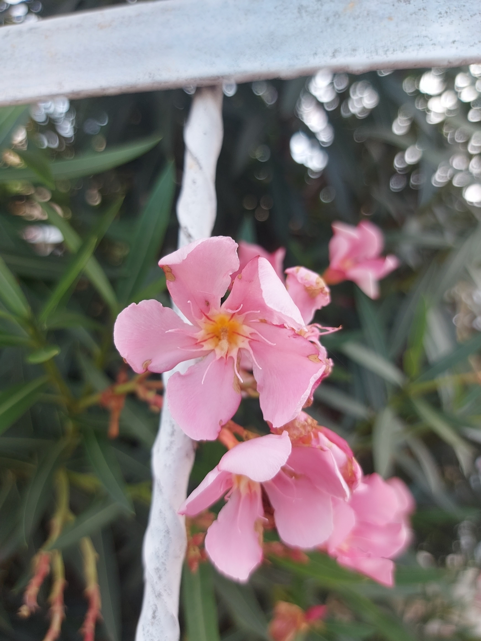 Nerium oleander