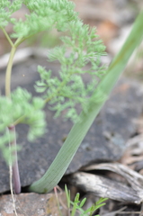 Lomatium columbianum