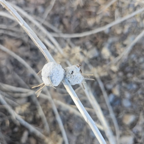 Cotton-gall Tephritid photo 5