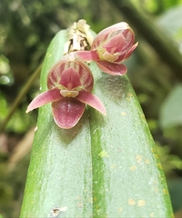 Pleurothallis ripleyi