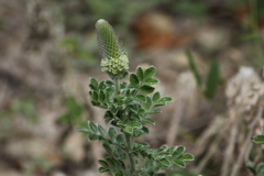 Dalea obovata