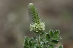 Dalea obovata