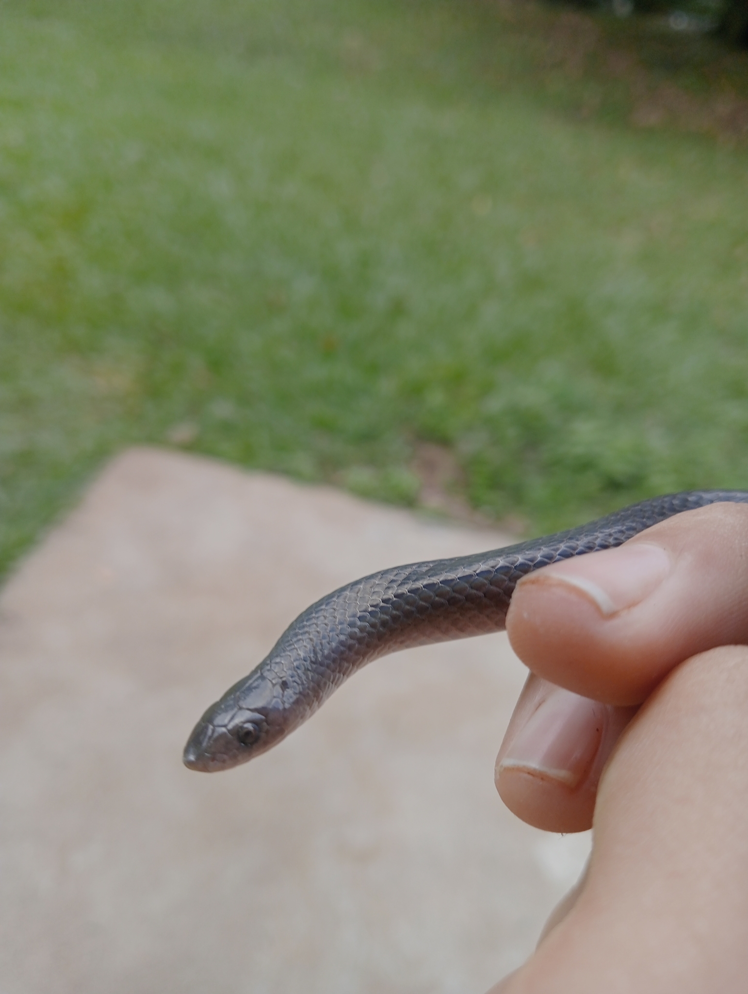 Mexican Hook-Nosed Snake photo 7