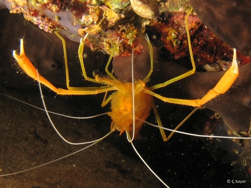 Stenopus spinosus image
