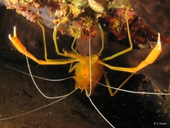Image of Stenopus spinosus
