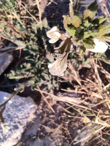 Image of Eruca sativa by (c) Mauricio Calderón, some rights reserved (CC BY)