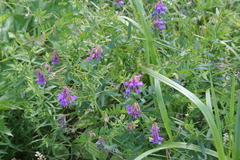Vicia nervata