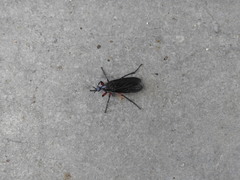 Bibio femoratus