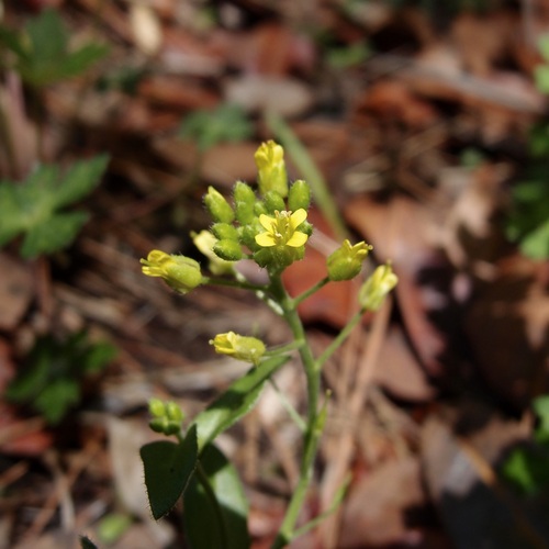 Image of Draba petrophila by (c) Sue Carnahan, some rights reserved (CC BY)