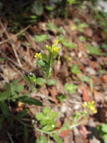 Image of Draba petrophila by (c) Sue Carnahan, some rights reserved (CC BY)