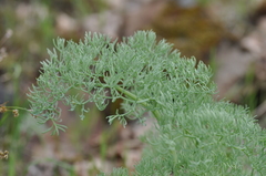 Lomatium columbianum