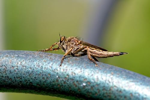 White-spined Bladetail