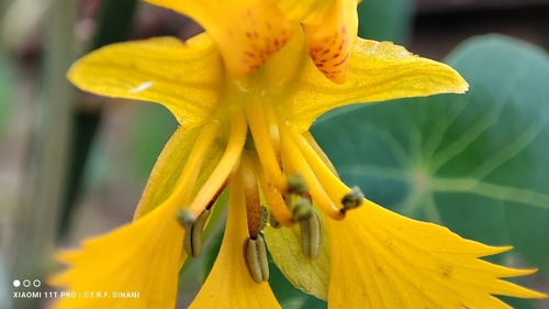 Tropaeolum seemannii, photograph 4