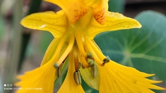 Tropaeolum seemannii, photograph Thomaz Ricardo Favreto Sinani, CC BY, iNaturalist via GBIF