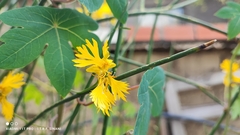 Tropaeolum seemannii, photograph Thomaz Ricardo Favreto Sinani, CC BY, iNaturalist via GBIF