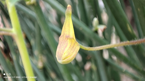 Tropaeolum seemannii, photograph 6