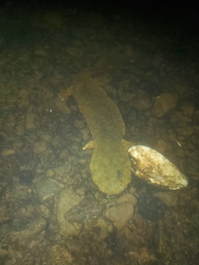 Eastern Hellbender in May 2022 by Drew · iNaturalist