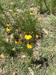 Helenium amarum badium