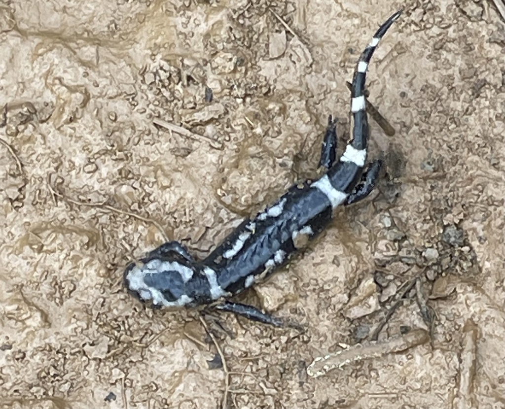 Marbled Salamander In January 2024 By Swamprunner88 INaturalist   Large 